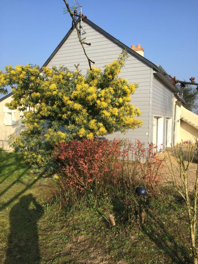 Dans Le Vignoble De Bourgueil *